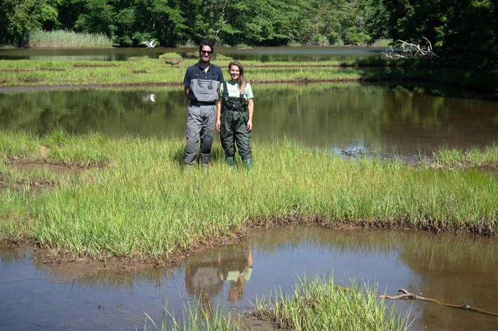 Two people stand in the middle of a grassy wetland.