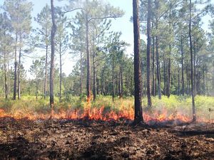 A line of fire divides a dirt path and a forest.