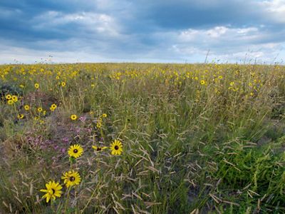 A grass field with yellow flowers growing tall and a blue sky with white clouds in the background.