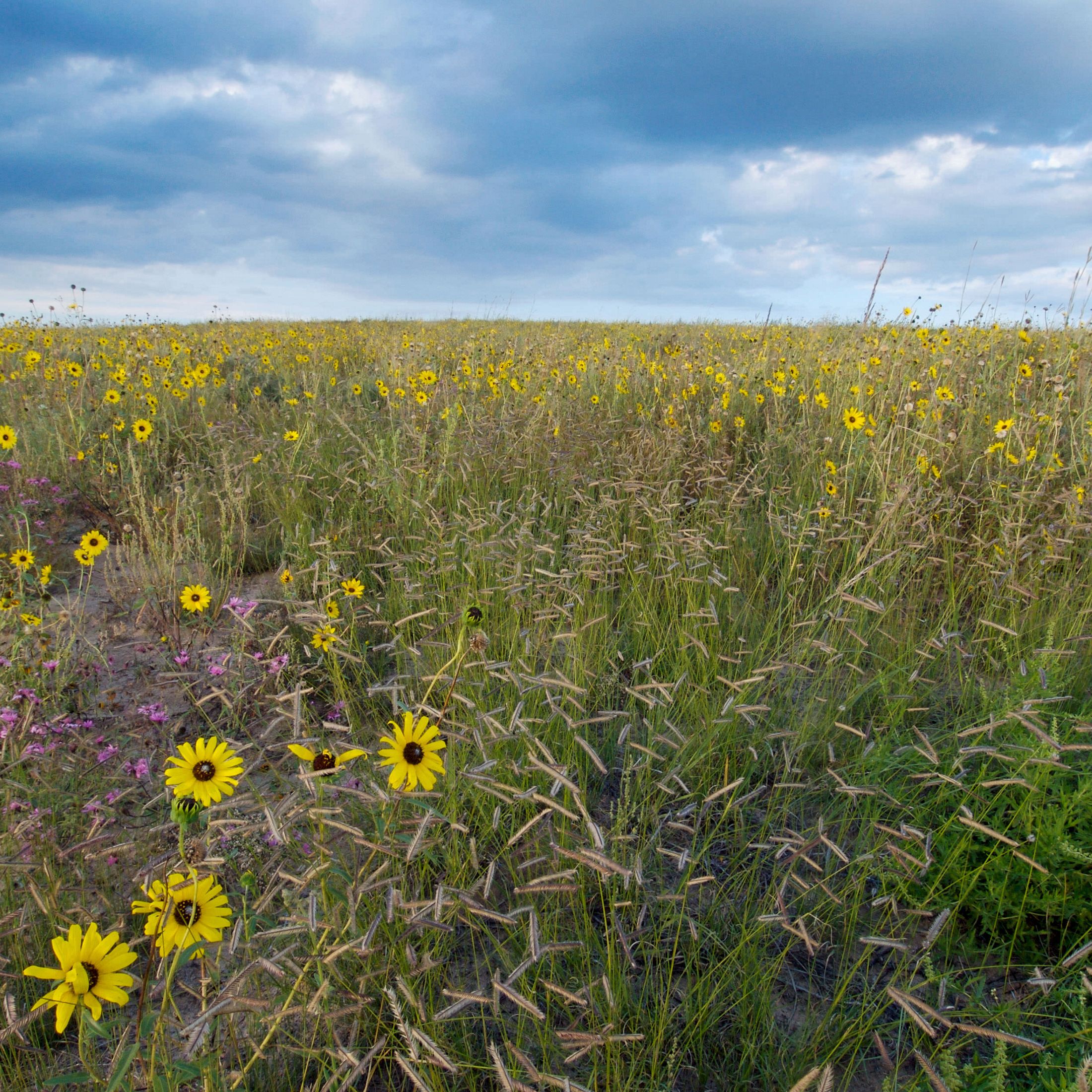A wide field of yellow flowers extends to the horizon, with a broad blue sky filled with clouds overhead.