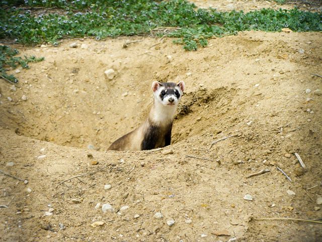 A black-footed ferret emerging from a prairie dog burrow during the day.