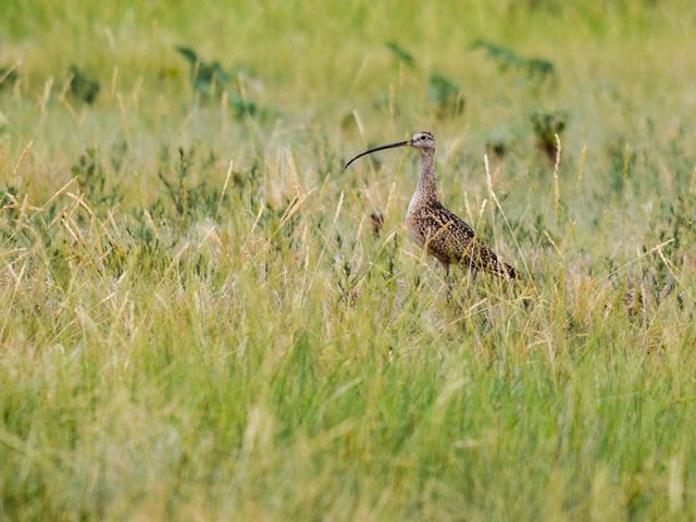 A speckled brown shorebird with a very long curved beak stands in tall grass.