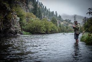 Fisherman standing in the Cache la Poudre River in CO