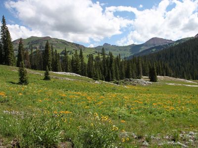 A spring landscape showing rolling hills covered in orange wildflowers, with rows of conifers in the middle ground and green mountains in the background at the Mexican Cut Preserve in Colorado. 