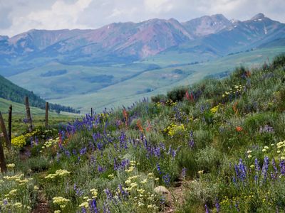 Wildflowers of different colors grow along a sloping hillside with a vast landscape of green hills and rugged mountains in the distance in Gunnison Valley.