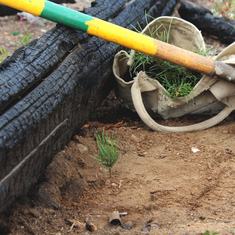 A baby tree next to a shovel in the dirt
