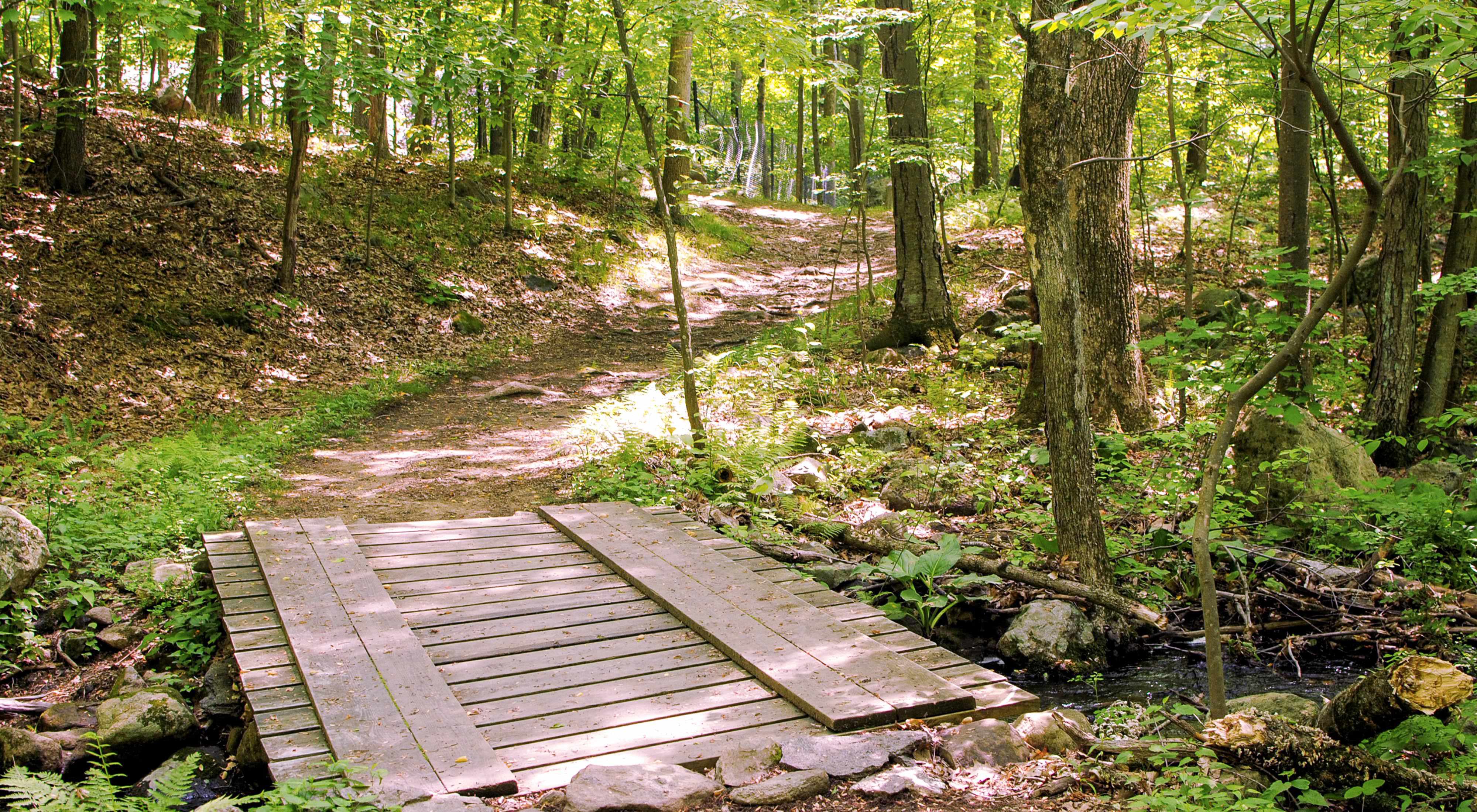 A wooden foot bridge over a small creek leads to a trail through leafy green woods.