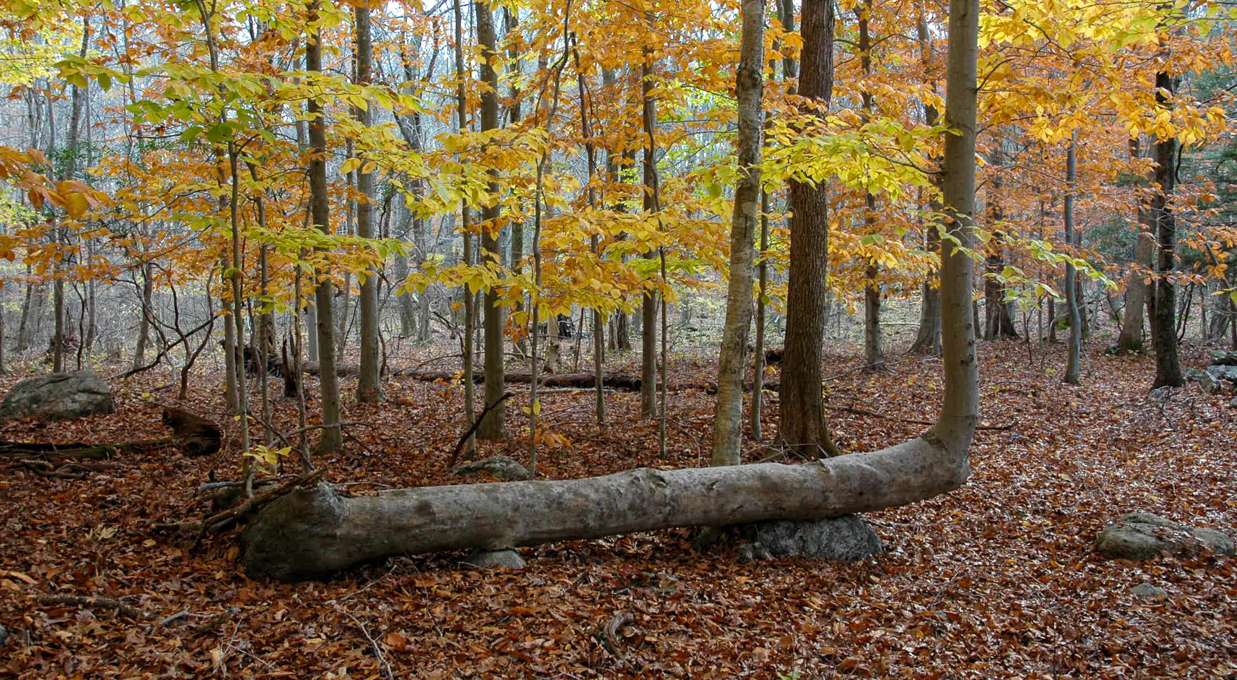 Burnham Brook Preserve is home to a wide variety of oaks, hickory, beech, birch, maple, and conifers.