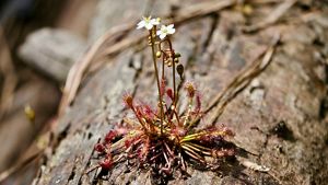 Delicate white blossoms sprout from thin stalks growing out of a sundew plant. Sticky lobes help trap insects.