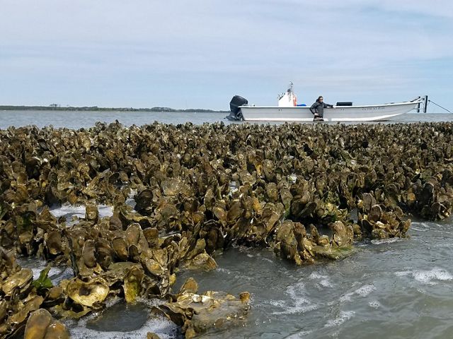 A long, wide reef thickly covered with oysters is exposed at high tide. The choppy water laps against the face of the reef. A person in the background stands in thigh deep water next to a small boat.