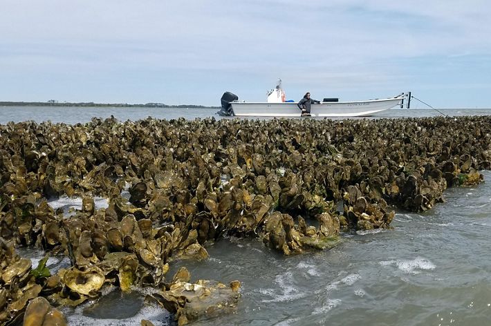 A long, wide reef thickly covered with oysters is exposed at high tide. The choppy water laps against the face of the reef. A person in the background stands in thigh deep water next to a small boat.