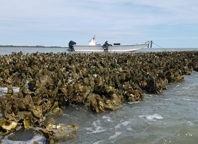 Oysters are exposed at low tide in a coastal Virginia bay. The wide healthy reef stretches across the water and out of frame. Two people stand in the background next to a small boat.