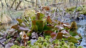 A clump of pitcher plants grow on the forest floor. The squat green tubes have a large opening to trap insects.