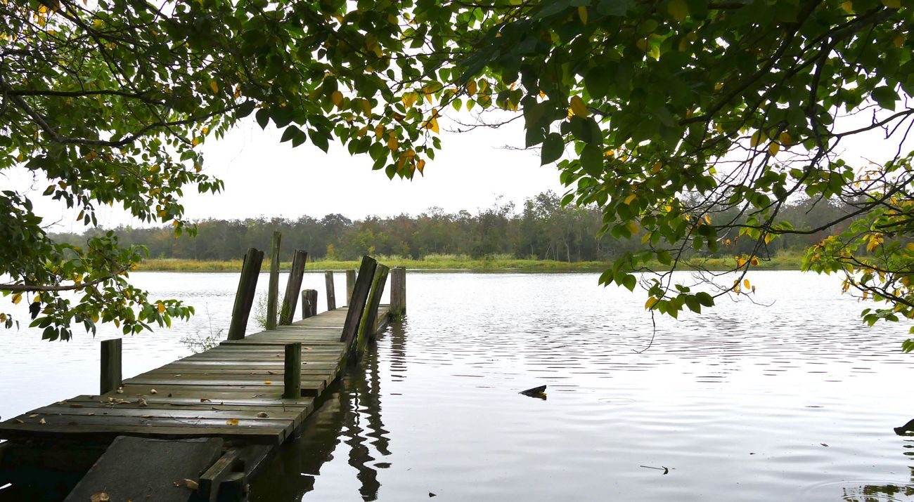 A wooden dock extends into a wide creek. Trees line the far shore and leaves overhand the bank in the foreground.