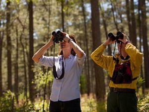 Two women stand together in a forest. They are each looking up through binoculars into the trees. Tall pine trees rise behind them.