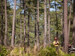 A man in a yellow shirt and red hard hat stands outside holding a walkie-talkie. He is dwarfed by the tall pine trees that rise around him.