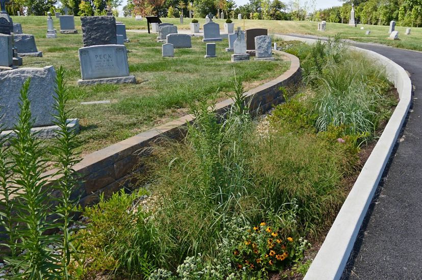 Green grasses and flowering plants grow in a rain garden at the edge of an urban cemetery. The rain garden curves to the left following the direction of a paved path through the cemetery.