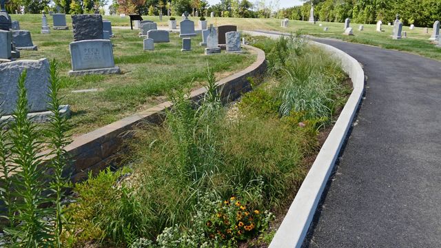 Green grasses and flowering plants grow in a rain garden at the edge of an urban cemetery. The rain garden curves to the left following the direction of a paved path through the cemetery.