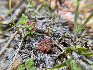 A carnivorous sundew plant grows on the forest floor. Spikey fringes are each tipped with a bead of sticky nectar to trap insects.