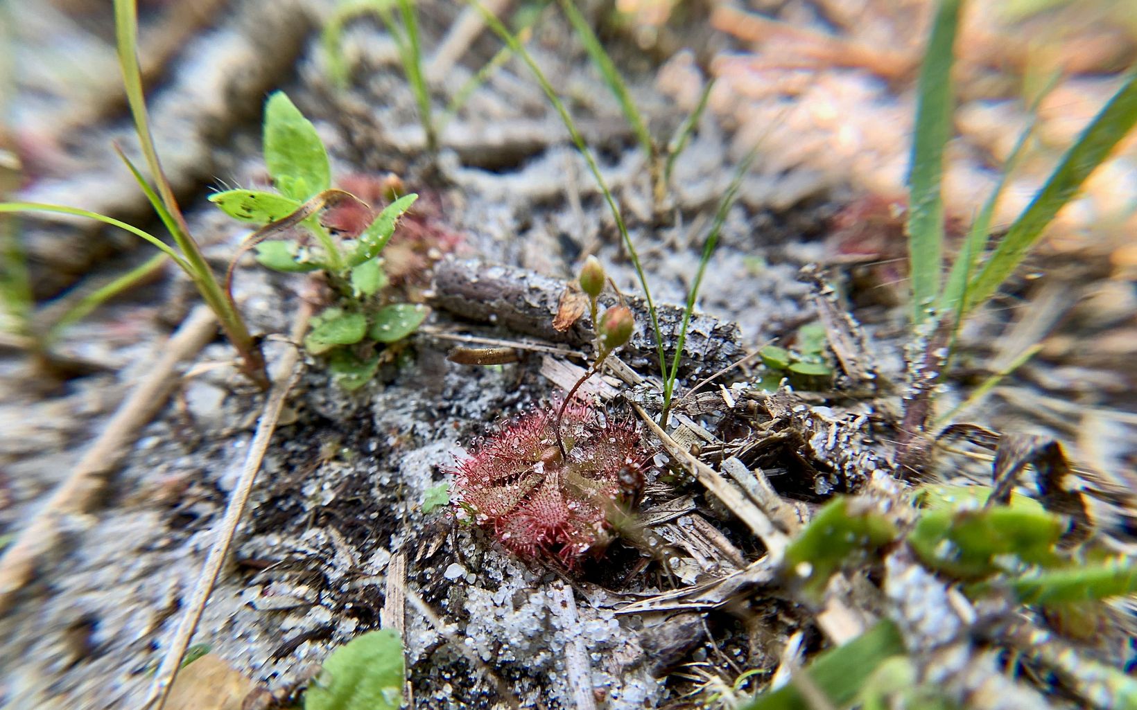 Drosera brevifolia, is an exciting find at Nassawango! The species has never before been found further north than North Carolina.