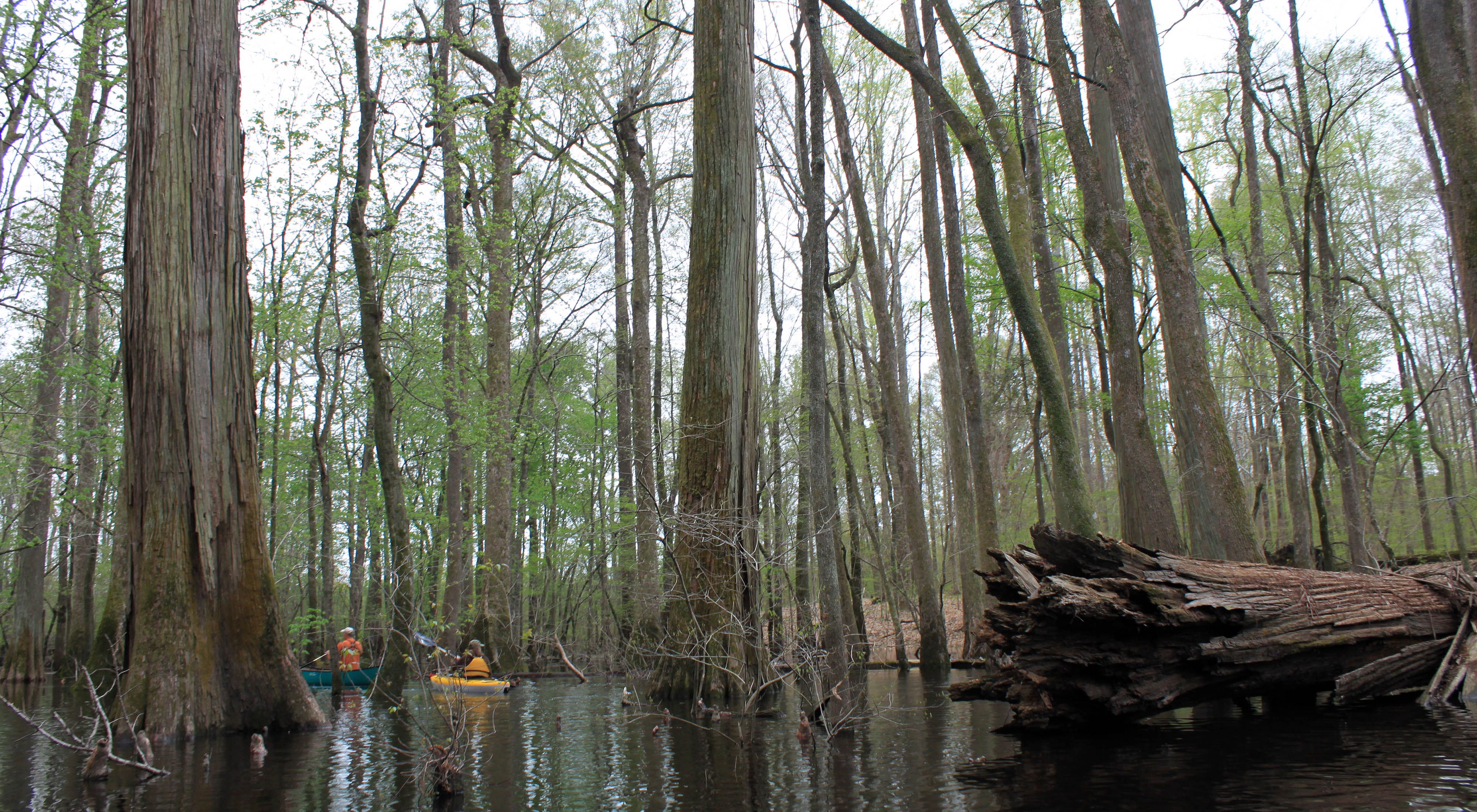 Two kayakers float through a cypress swamp. The height of the trees dwarfs the two people. A fallen tree is in the foreground its broken trunk visible above the dark water.