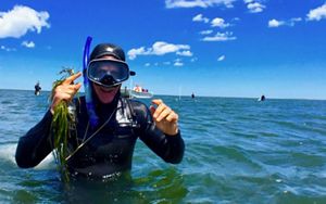 A smiling man wearing a snorkel and wetsuit in the ocean holds eelgrass in his hand.  A boat and three more people collecting eelgrass are in the background.