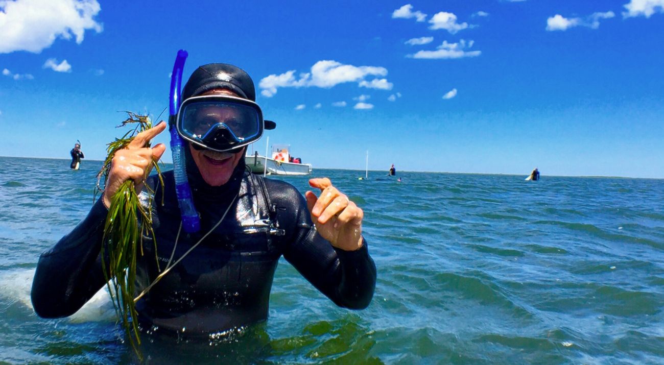 A smiling man in a wetsuit, mask and snorkel stands in waist deep blue water and holds up eelgrass shoots.