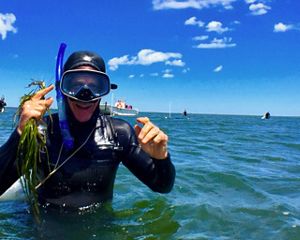 A smiling man in a wetsuit, mask and snorkel stands in waist deep blue water and holds up eelgrass shoots.