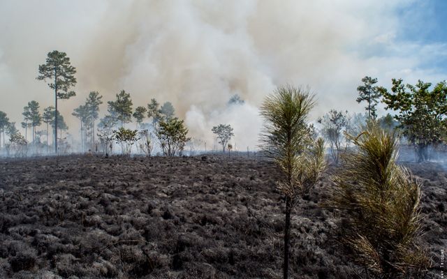 Pine seedlings stand tall in an area of field that has been burned during a controlled burn. Thick smoke rises in the background and the low intensity fire advances forward.