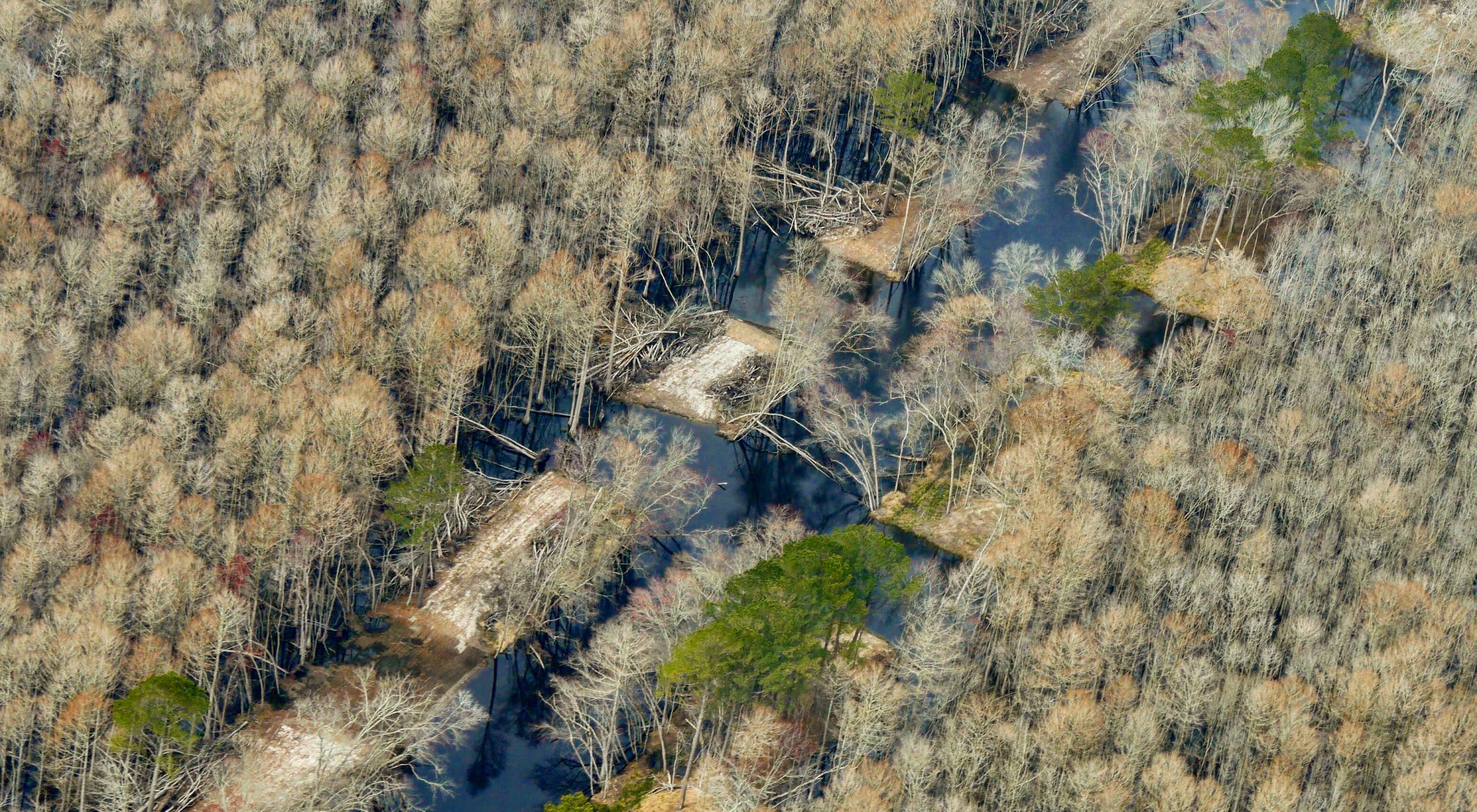 Aerial view of the Pocomoke River. The narrow river channel is bisected in two places by wide cuts in the earthen berms that hem the river in and hold it back from the surrounding forested floodplain.