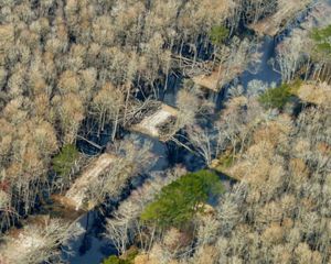 Aerial view of the Pocomoke River. The narrow river channel is bisected in two places by wide cuts in the earthen berms that hem the river in and hold it back from the surrounding forested floodplain.