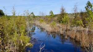 A narrow creek flows between weedy banks. Atlantic white cedar trees grown along the side of the creek.