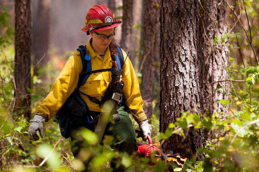 A woman wearing yellow fire retardant gear carries a drip torch through a pine forest during a controlled burn.