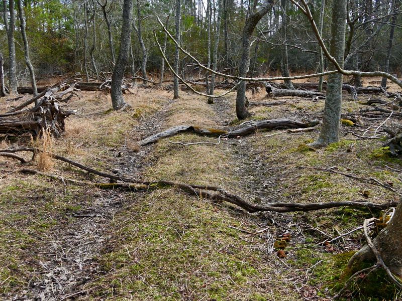 A wide, rutted wagon track ends amid a thin stand of trees.