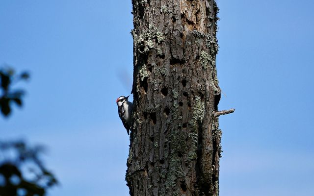 Downy woodpecker at MD's Robinson Neck Preserve. Located less than a mile from the open waters of the Chesapeake Bay, the preserve will eventually be lost to sea-level rise.