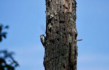 A small gray and white woodpecker perches on the side of a pine tree.