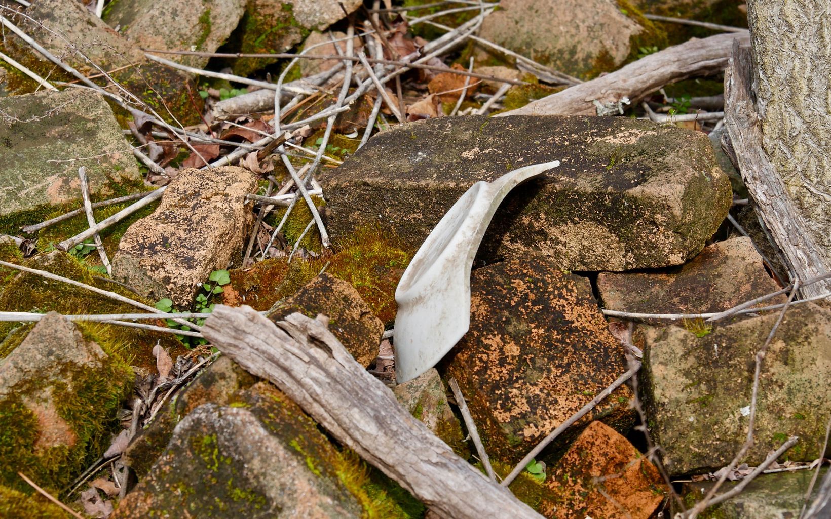 A shard of broken stoneware rests among the ruins of the historic Robson family homestead at TNC's Robinson Neck preserve.