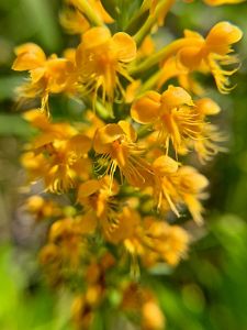 A cluster of delicate orange blossoms with spiky centers.