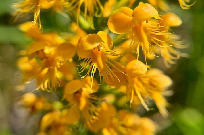 A close up of a yellow cone shaped flower.