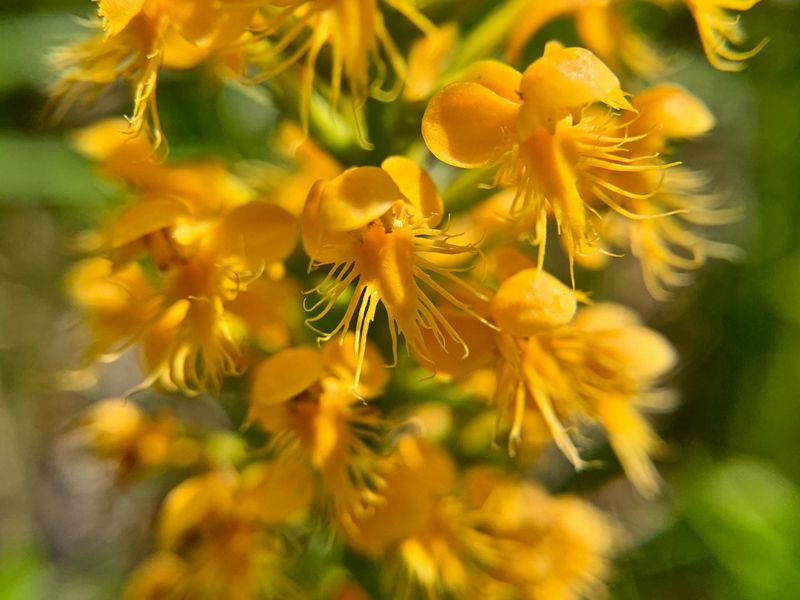 Closeup view of an orange orchid with fringed petals.
