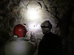 View from behind of two men observing a hibernating bat in a cave. Their hard hat lamps illuminate the small mammal clinging to the cave wall. 