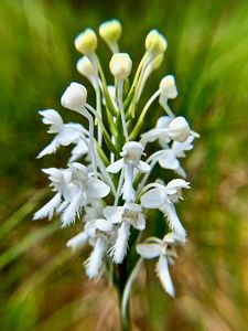 Close up view of a white orchid. The lower portion of the four lobed blooms is fringed and longer than the others, resembling a togue.