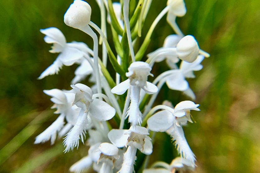 Closeup view of a white orchid with fringed petals.