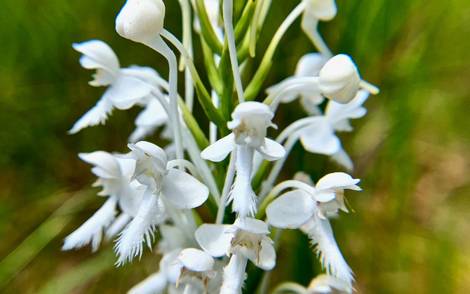 Platanthera blephariglottis is distinguished by its bright white color and long tongue protruding from the bottom of the flower.