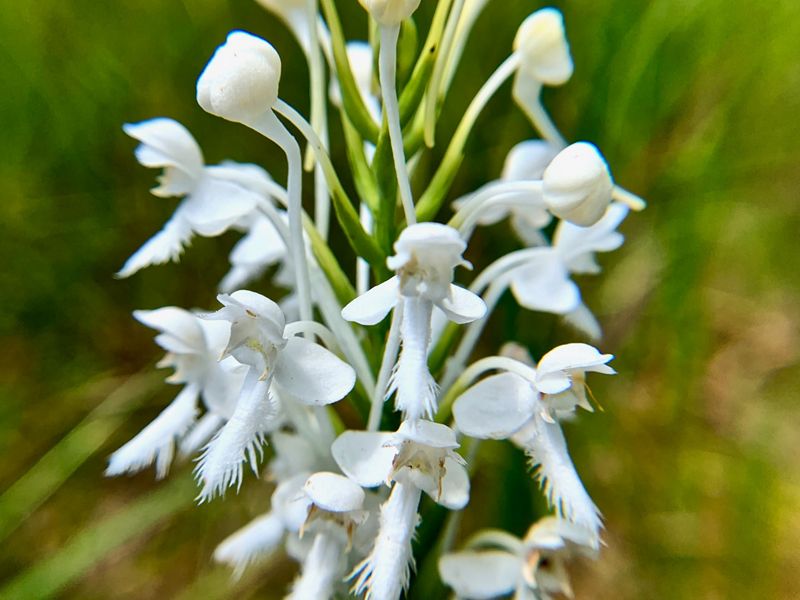 Closeup view of a white orchid with fringed petals.