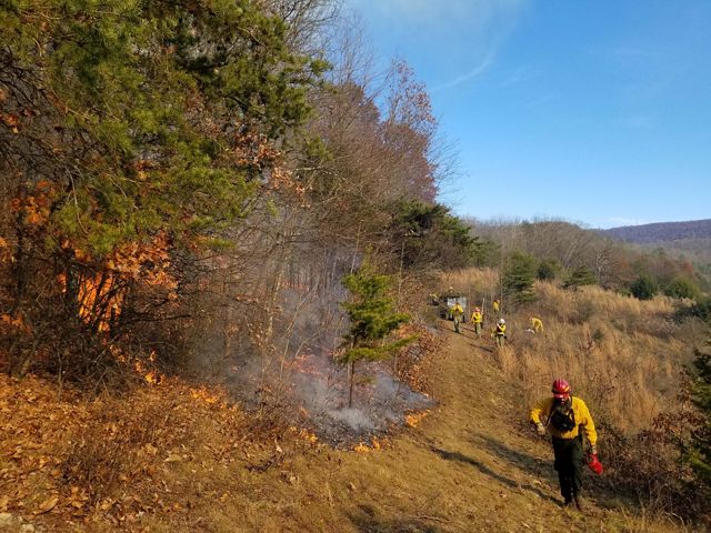 Low intensity fire moves up a wooded slope as seven members of a TNC crew monitor the fire line during a controlled burn.