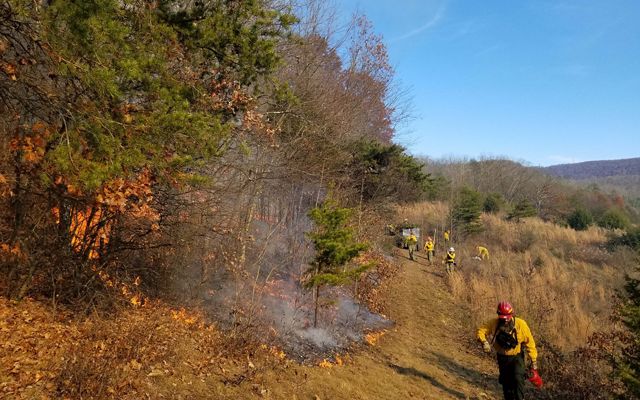 Low intensity fire moves up a wooded slope as seven members of a TNC crew monitor the fire line during a controlled burn.