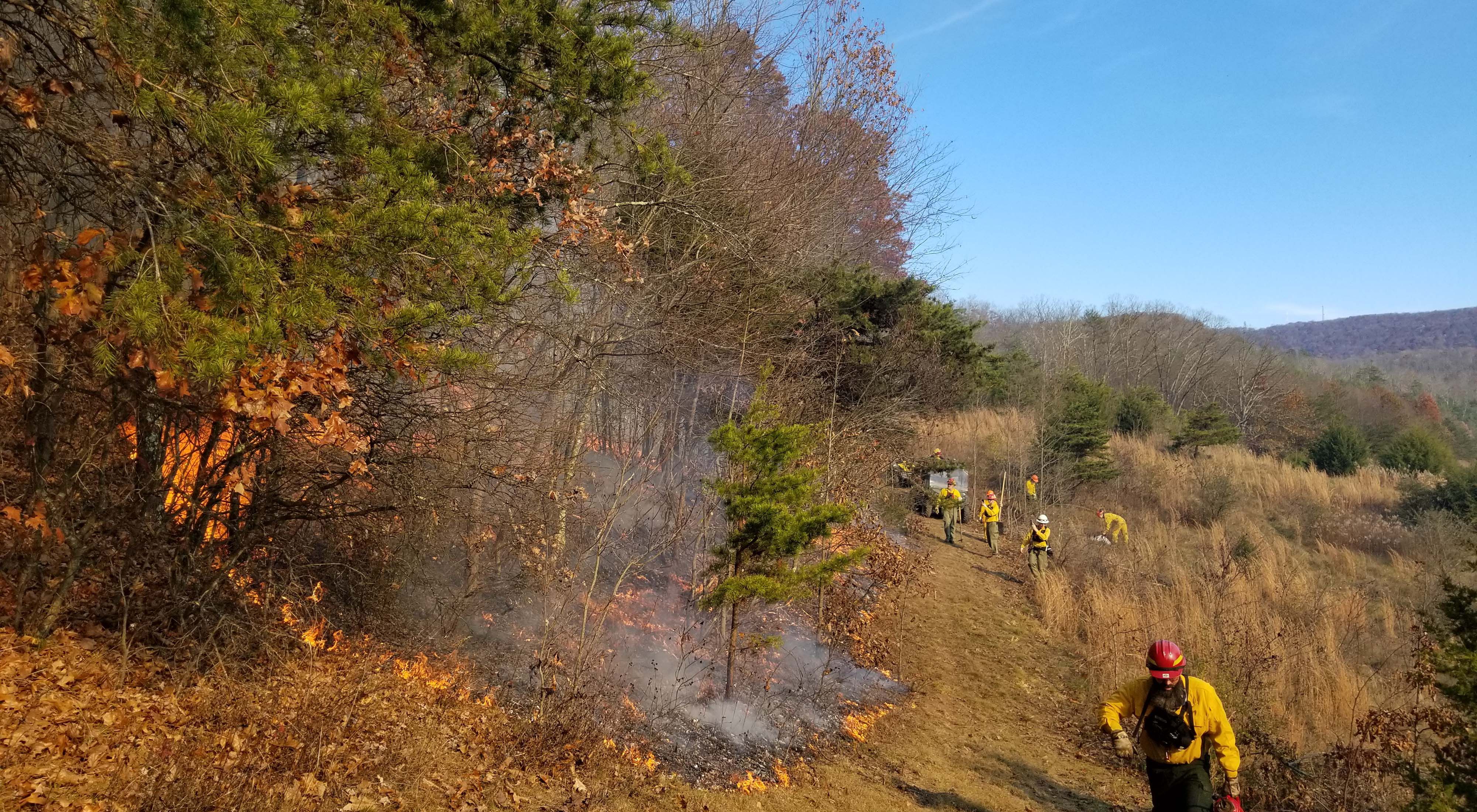 Low intensity fire moves up a wooded slope as seven members of a TNC crew monitor the fire line during a controlled burn.