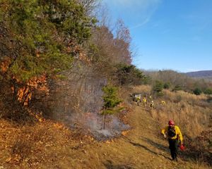 Low-intensity fire moves up a wooded slope as seven members of a TNC crew monitor the fire line during a controlled burn.