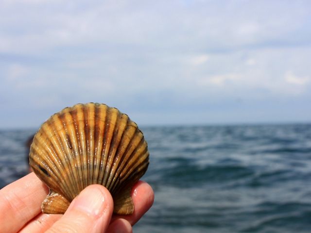 Close up view of a scallop shell held up by a hand, with the Atlantic ocean in the background.
